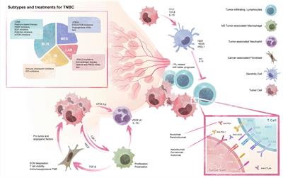 Improving efficacy of TNBC immunotherapy: based on analysis and subtyping of immune microenvironment